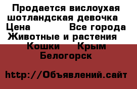 Продается вислоухая шотландская девочка › Цена ­ 8 500 - Все города Животные и растения » Кошки   . Крым,Белогорск